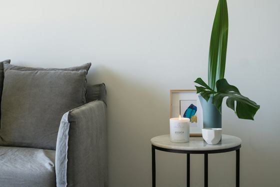 Green plant on white ceramic pot on white round table